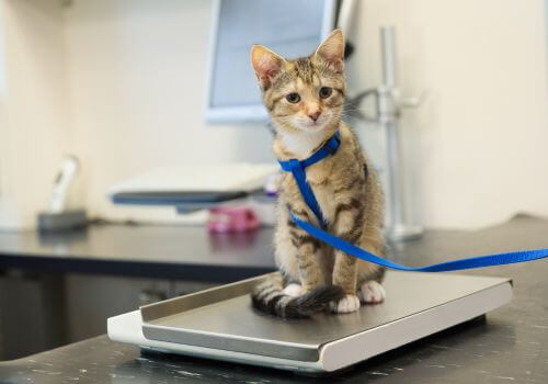 Cat sitting on a scale at the vet's office