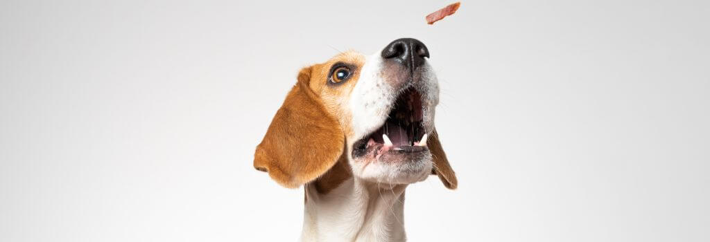 Dog catching a treat in the air