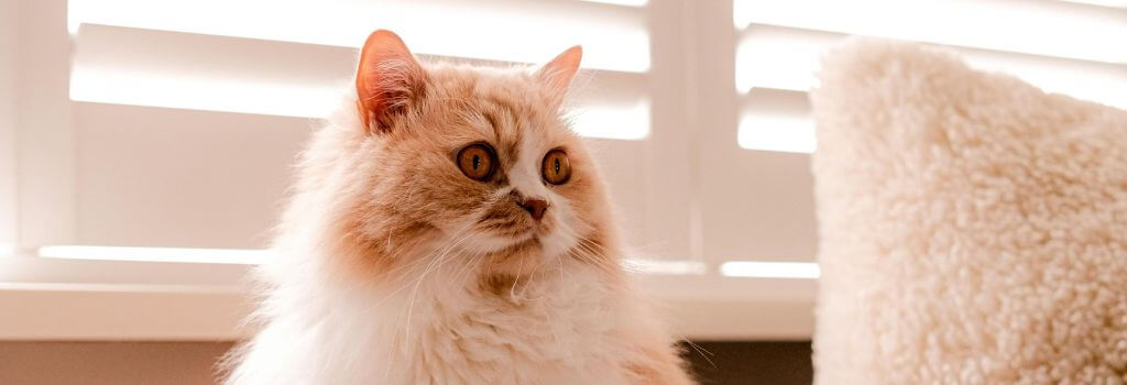White and brown Himalayan cat indoors