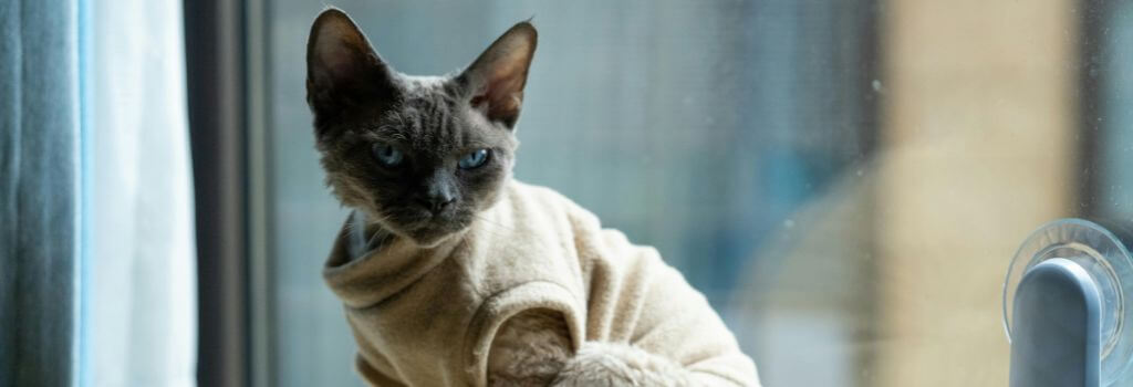 Cat wearing sweater to stay warm and avoid cat arthritis pain
