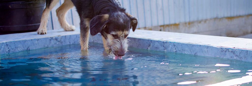 Dog drinking water from a pool
