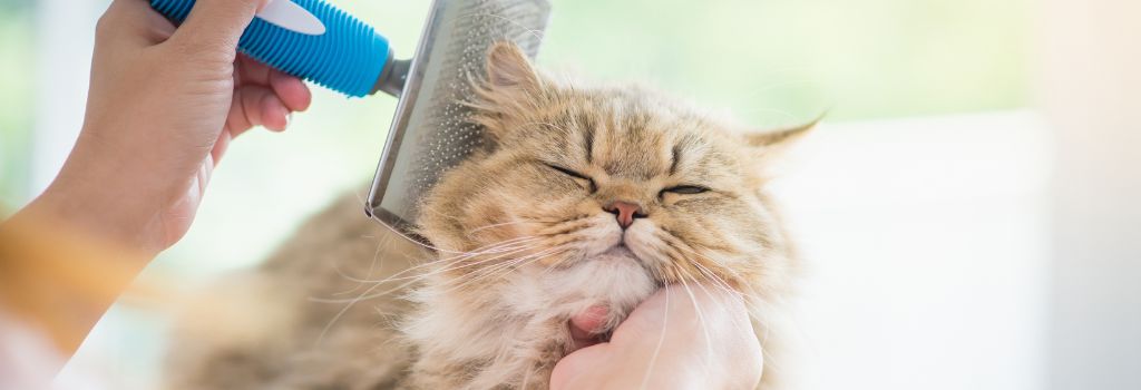 Cat being groomed