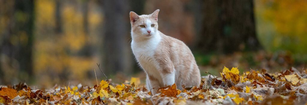 Cat sitting in pile of leaves outside during fall
