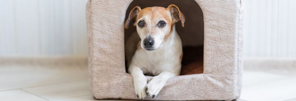 Dog resting in covered bed