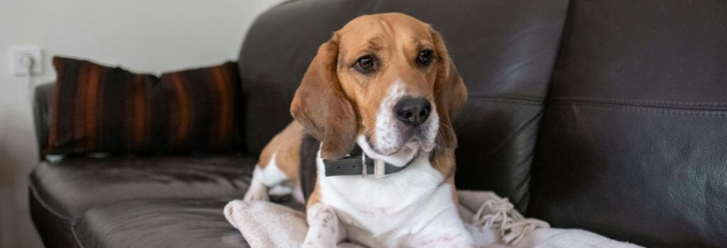 Sick dog laying on the couch