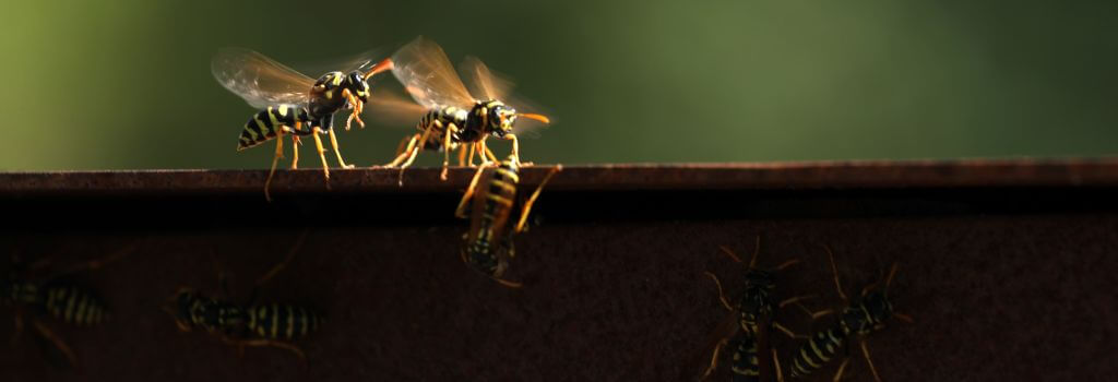 Wasps at the entrance to their nest