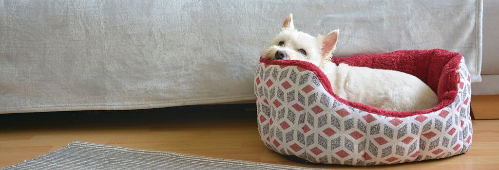 Small white dog in a dog bed