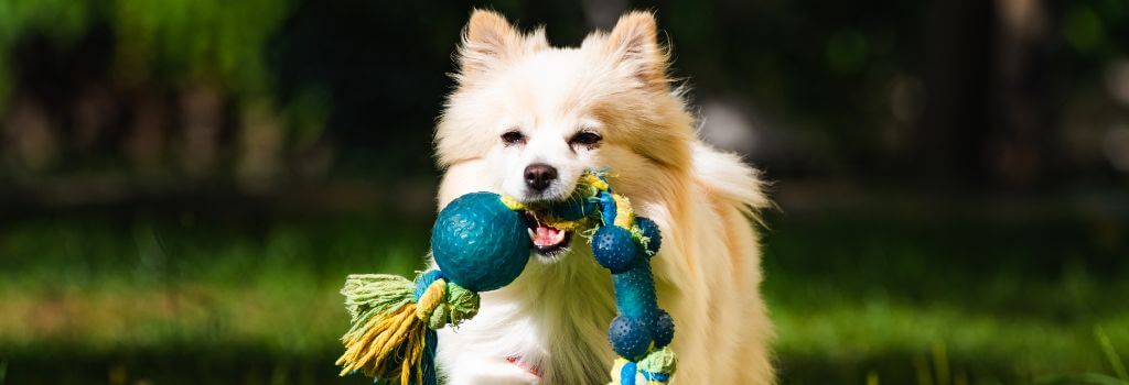 Small dog running through the grass holding a chew toy