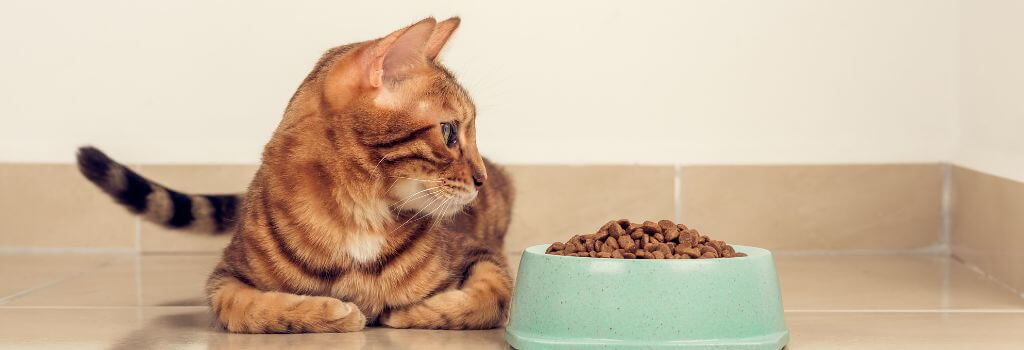 Cat next to food bowl not eating