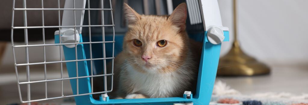 Cat in cat carrier