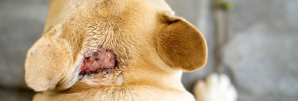 Hot spot on a dog's neck