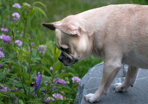 Dog smelling plant and looking at a bee on a flower.