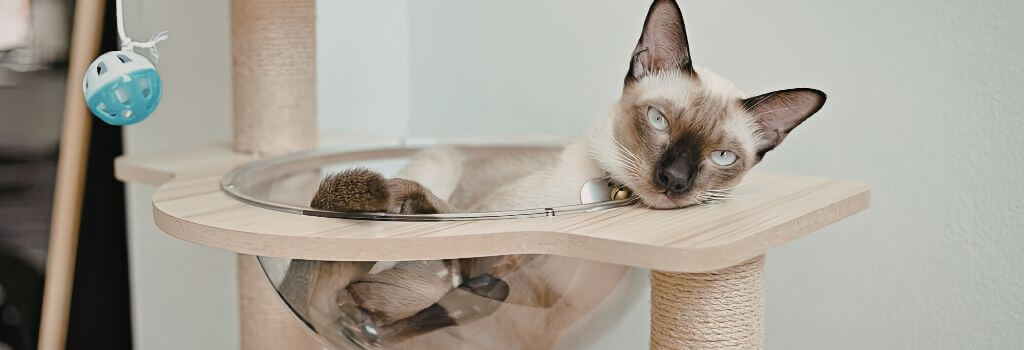 Cat laying in a clear bowl on its cat tree