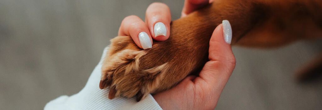Dog paw in human hand