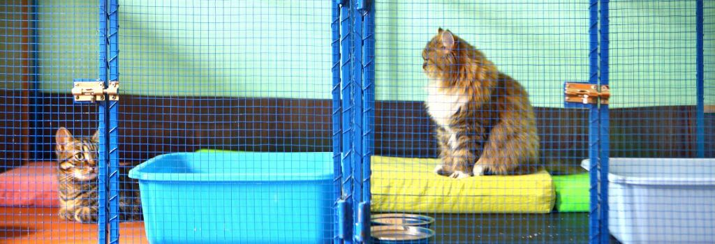 Two cats in a kennel at a boarding facility
