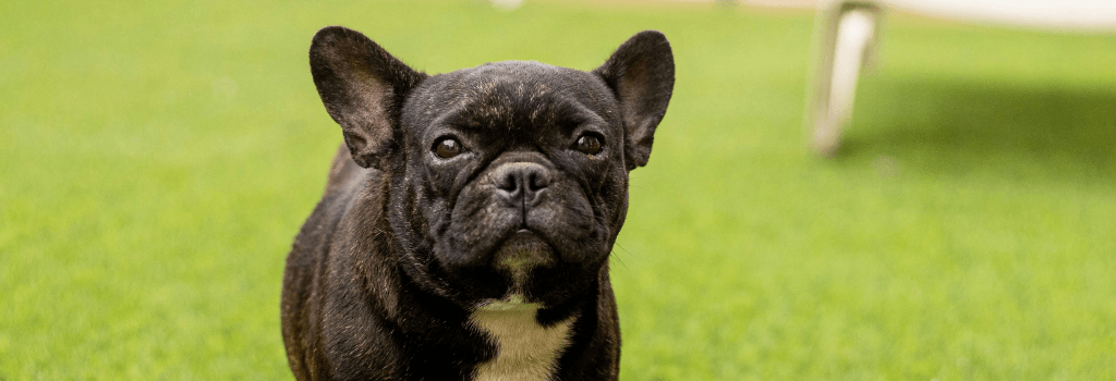 Black French Bulldog looking ahead outside