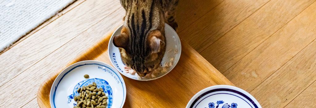 Cat eating from multiple food bowls