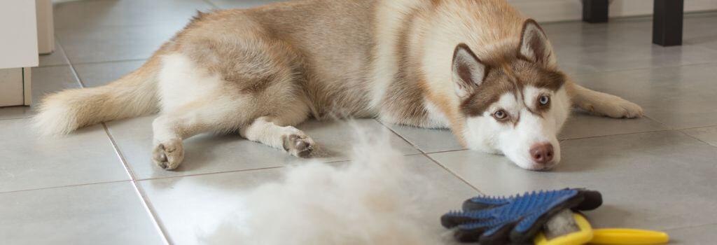 Shedding husky sitting next to pile of fur and brushes full of hair