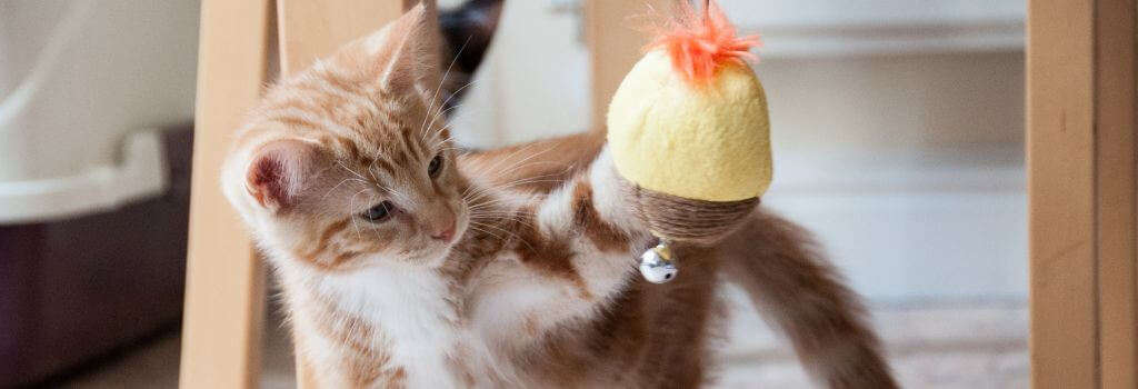 Young kitten playing with toy, an important kitten growth milestone