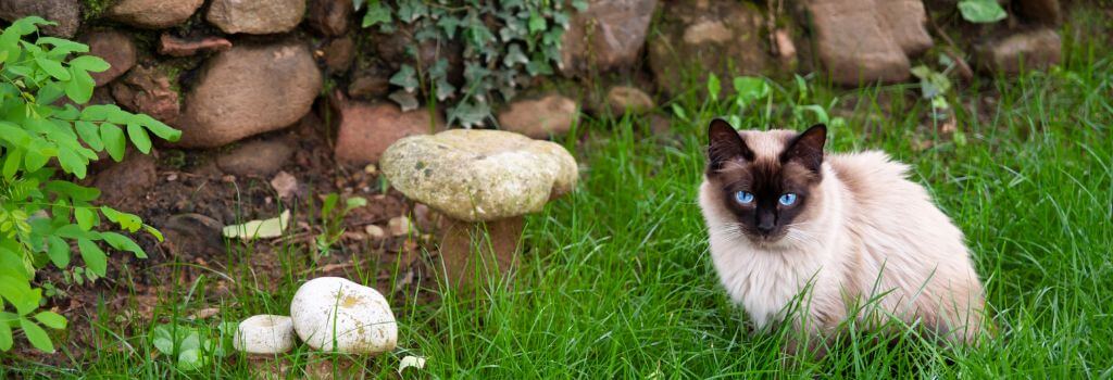 Cat sitting outside next to mushrooms