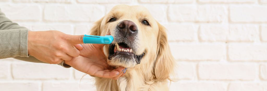 Dog having its teeth brushed with dog-safe toothbrush