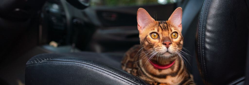 Cat sitting in the front seat of car, at risk for pet car accident injuries