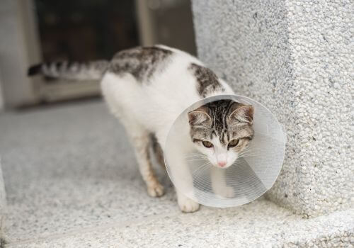 Cat wearing e-collar after spaying