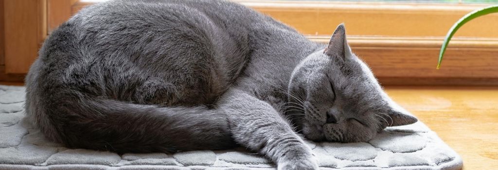 Gray cat sleeping on a windowsill