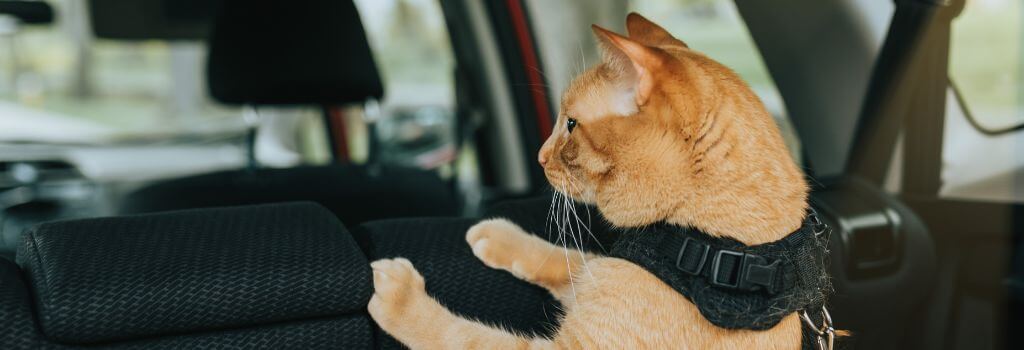 Cat with harness riding in car