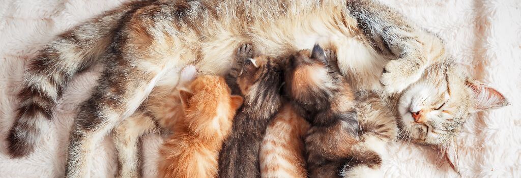Mother cat laying with kittens after cat pregnancy and labor