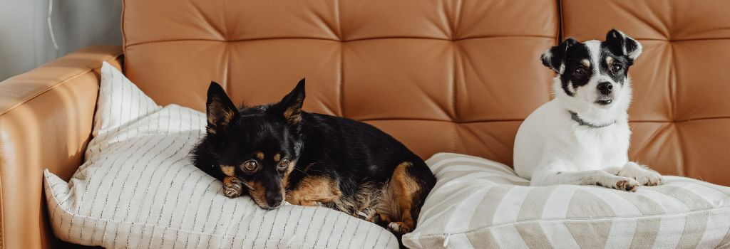Two small dogs sitting on a couch together