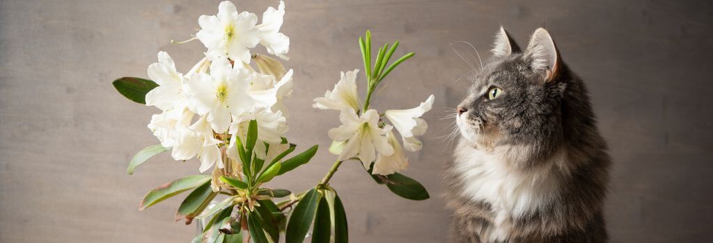 Cat looking at vase full of flowers