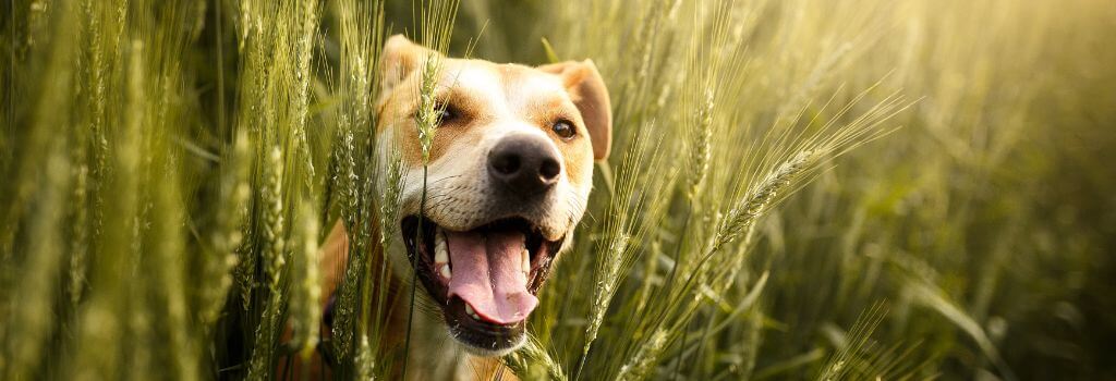 Dog walking through field of tall grass, where foxtails are common