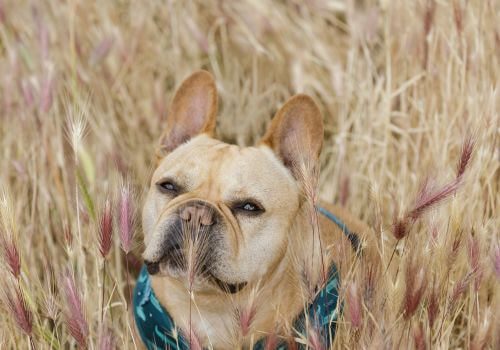French bulldog peeking out of group of foxtails and tall grass