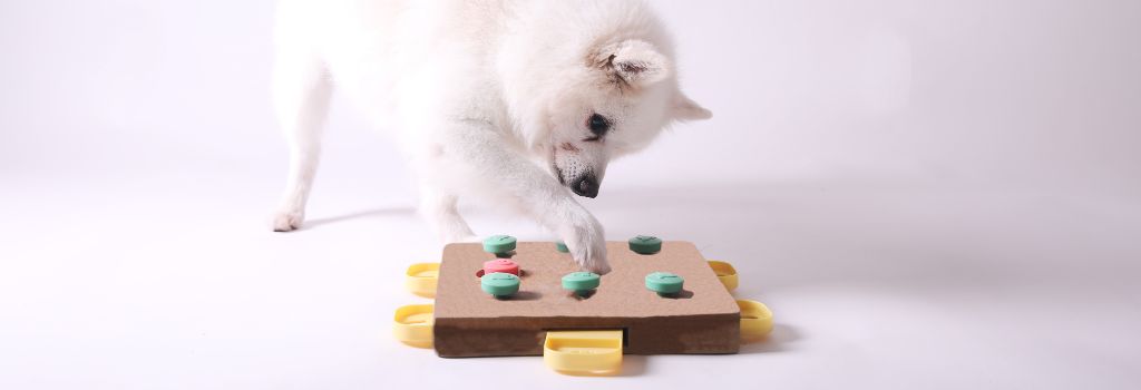 Small white dog playing with mental enrichment puzzle