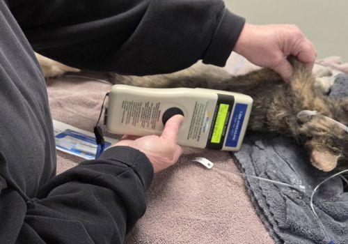 Vet scanning a kitten's microchip