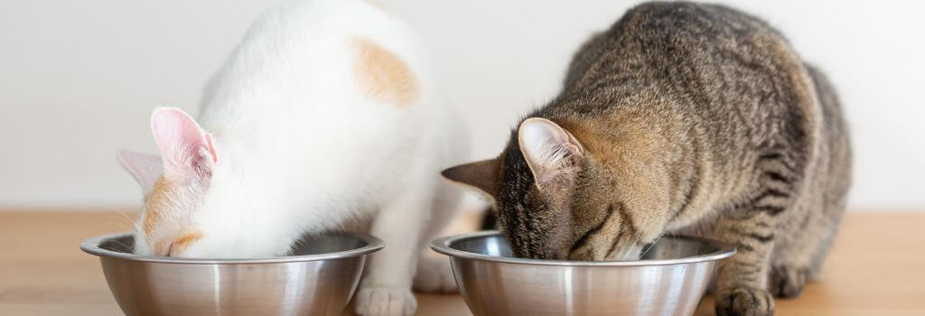 Cats eating near each other