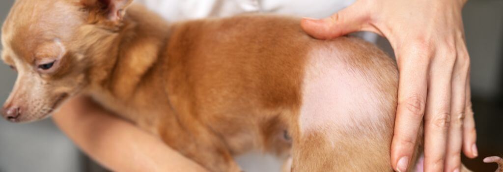 Dog with alopecia