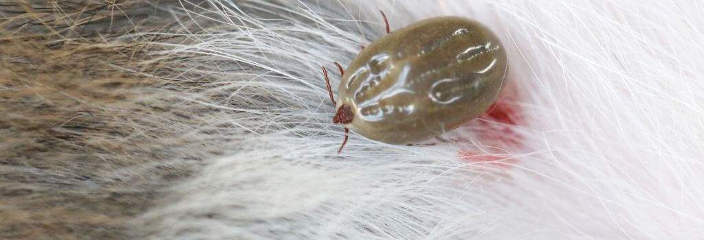 Tick and tick bite on a dog
