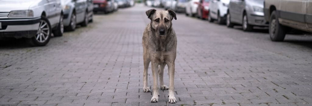 Large dog standing in road around cars