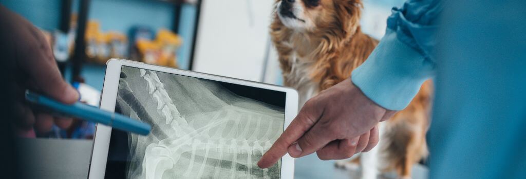 Small dog getting chest x-rays at vet.