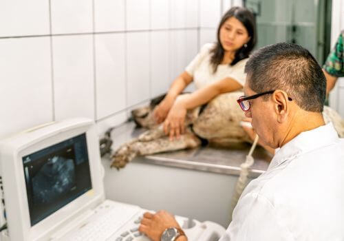 Dog getting an ultrasound by a veterinarian