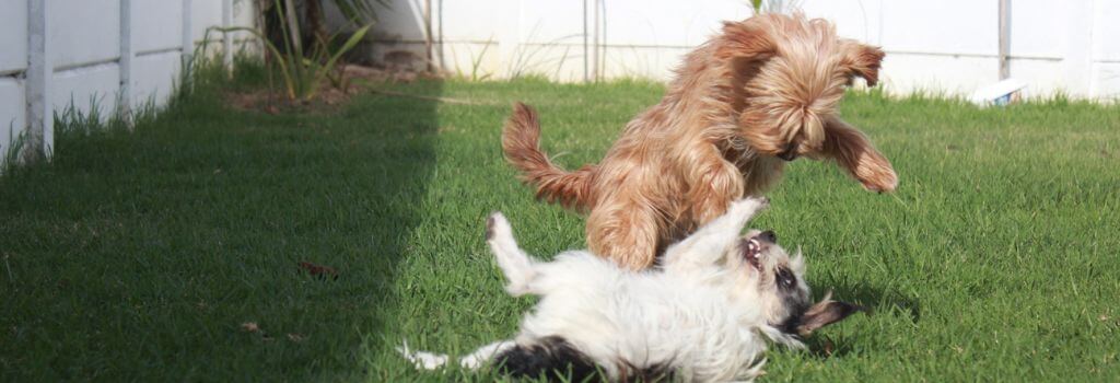 Two dogs play fighting in their backyard
