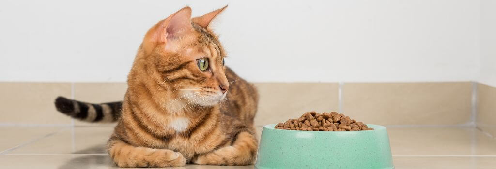 Cat next to food bowl