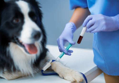 Dog at vet getting dog blood test done