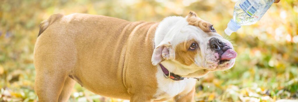Owner giving English Bulldog water from a water bottle