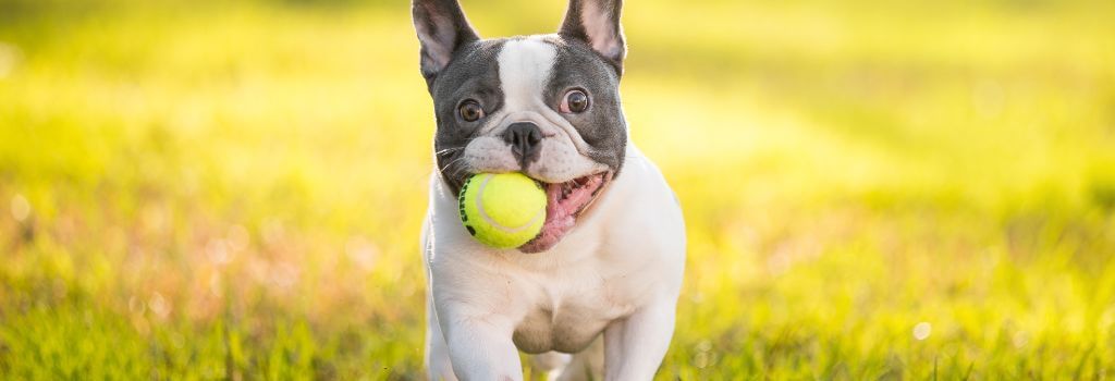 French Bulldog running with a ball in its mouth