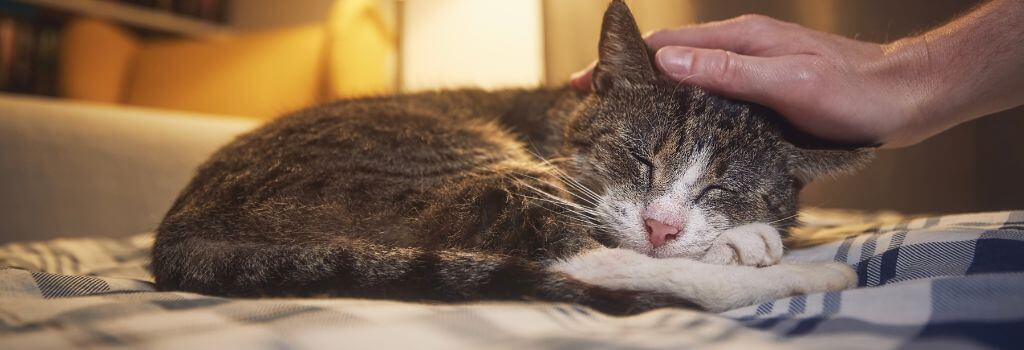 Senior cat sleeping on a bed being pet by its owner