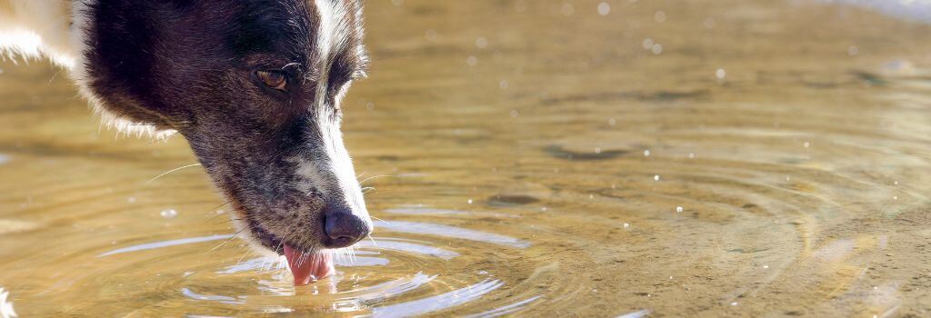 Dog drinking from dirty lake water