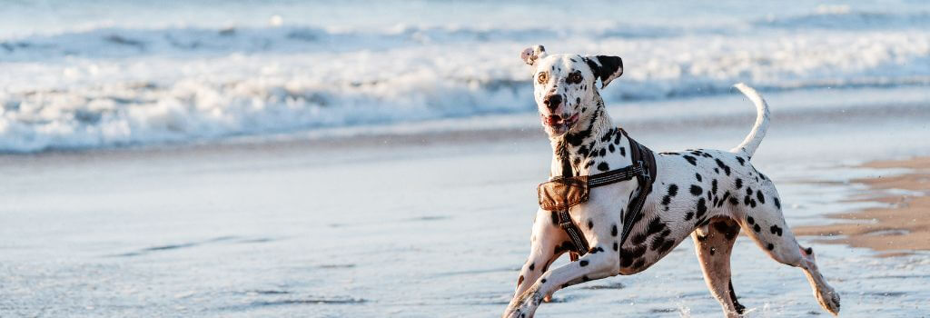 Dalmatian jumping through waves at the beach